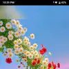 🥰🥰আমি একটা অচেনা পাখি 🥰🥰 - @mona.begum248 - TikTok