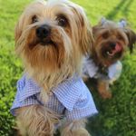 Mona🐩& Benjamin🐕 - @madrigaldogsforever - Instagram
