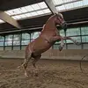 Mona Fürstberger - @mona.frstberger - TikTok