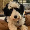 Mona Lisa Dinan Berger - @monasingsdogsongs - TikTok