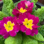 Mona@blooms - @blooms_of_earth_lovers - Instagram