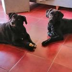Mona y Cooper 💛🖤 - @monaycooper - Instagram