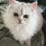mona - @mona_cottonkitty - Instagram