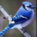 Mona Poirier Cotton - Facebook