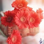 Mona farhat - @monafarhat57 - Instagram