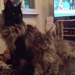 Fuchs Ramona - @fuchsmona - Instagram