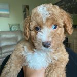 Mona Gray - @otto_aussiedoodle - Instagram