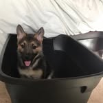 Mona Hernandez - @monathegermanshep - Instagram