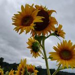Mona mccoy - @monal.isa1967 - Instagram