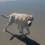 Monika Mcnamara - @cyrus_mc_the_labrador - Instagram