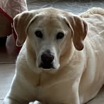 Monika McNamara - @cyrus_the_labrador_retriever_ - Instagram