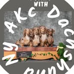 Monica Morton - @akc.dachshundny - Instagram