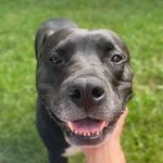 MONA & MURRAY - @themittenpitties - Instagram