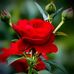 Moyna Packhi - Facebook