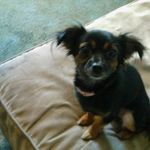 Mona Price doggy goals 💩🐶🐕 - @mona_price_puppy_love - Instagram