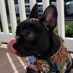 Frenchie Mona - @mona_princessss - Instagram