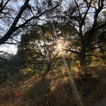 Mona Reed - @oaksofoakland - Instagram