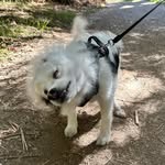 Mona the Pomsky - @mona.re.yes - Instagram