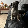 Mona Ríos - @mona_the_pug1 - TikTok