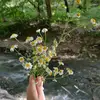 monabaroot - @monabaroot - TikTok