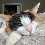 Mona Rubenstein - @monamonstercat - Instagram