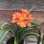Mona Hansmann Saunders - @monalady76 - Instagram