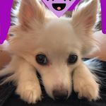 Mona🐶 - @mona_thegermanspitz - Instagram