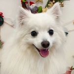 モナ - @mona_spitzdog - Instagram
