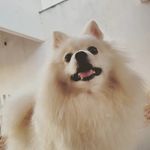 Mona The Spitz - @monathespitz - Instagram