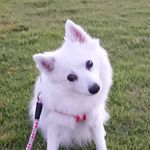 seiya-higuchi - @mona_spitz.0303 - Instagram