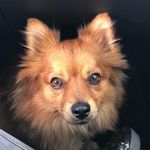 Sheldon - @spitz_sheldon_and_mona - Instagram