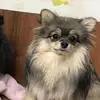 spitz_mona_perance - @spitz_mona_perance - TikTok