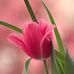 Mona Ward - Facebook