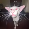 mon0aware - @mon0aware - TikTok