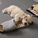 Monet - @monet_little_maltipoo - Instagram