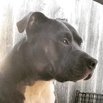 Monica Adames - @blue.pitty.toro - Instagram