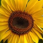 Monica Blom - @monica.blom.714 - Instagram