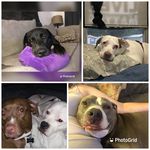 Monica Grimm - @all_about_my_doggs_22 - Instagram