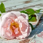 Monica Joyce - Facebook