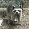 Raccoon Lady - @monicawlemon - TikTok