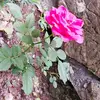 Monica Leyva - @monica.leyva71 - TikTok