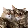 MonicaMortimer - @monicamortimer - TikTok