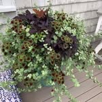 Monica Nolan - @mnolan63 - Instagram