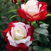 Monica Platas - @monica.platas7 - TikTok
