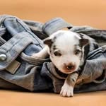 monica roasio - @monica.roasio_petphotography - Instagram