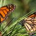 Monica Roberson - Facebook