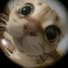 MonicaRollins - @aylinoiyo1s - TikTok