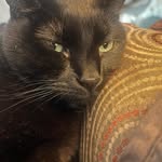 Monica Scheer - @smokeythecat69 - Instagram