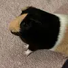 monika.sheets - @monika.sheets - TikTok