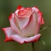 Mónica Shell - @mnica.shell - TikTok